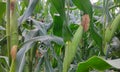 maize, zea mays still green and growing organic background .