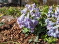 Close-up shot of the Corydalis ornata `Blue Favourite` with racemes of spurred, tubular, blue flowers flowering in the garden in