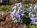 Corydalis ornata \'Blue Favourite\' with racemes of spurred, tubular, blue flowers