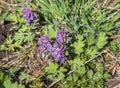Close up shot of the corydalis solida or bird in the bush. Nature Royalty Free Stock Photo