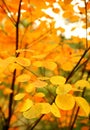 Close-up shot of Cotinus coggygria tree leaves in late autumn..