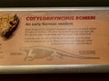 Close up shot of the Cotylorhynchus Romeri fossil sign in Sam Noble Oklahoma Museum of Natural History Royalty Free Stock Photo