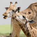 Close up shot of couple giraffe head Royalty Free Stock Photo