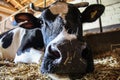 Close Up Shot of a Cow in A Barn