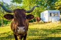 Cow on a camping site Royalty Free Stock Photo