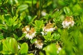 Close-up shot of cowberry flowers