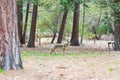 Close up shot of a Coyote in Yosemite National Park