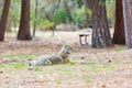 Close up shot of a Coyote in Yosemite National Park