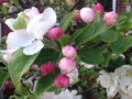 Close-up shot of crab apple blossom Royalty Free Stock Photo