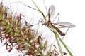 Crane fly on a grass reed against white background