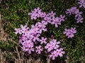 Close-up shot of creeping phlox Phlox subulata `Brightness` flowering in garden in bright sunlight in spring