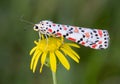 Close-up shot of a crimson-speckled flunkey on a yellow flower