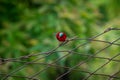 Crimson Sunbird Royalty Free Stock Photo