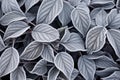 close-up shot of crisply frosted morning leaves