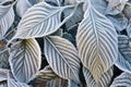 close-up shot of crisply frosted morning leaves