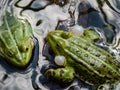 Close-up shot of the croacing common water frog or green frog Pelophylax esculentus blowing his vocal sacs in the water. Frog Royalty Free Stock Photo