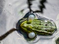 Close-up shot of the croacing common water frog or green frog Pelophylax esculentus blowing his vocal sacs in the water. Frog Royalty Free Stock Photo