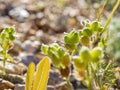 Close up shot of Cryptantha pterocarya plants