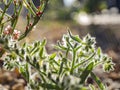 Close up shot of Cryptantha pterocarya plants