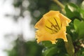 Close-up shot of the Cup of Gold Chalice Vines very large flo