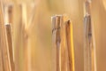 Close up shot of cut tall grass stalks