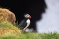 Cute Atlantic puffin bird in iceland northern shores