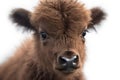 Close-up shot of a cute baby Bison\'s face on a white background Royalty Free Stock Photo