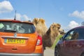 Close up shot of cute Bactrian camel in West Midland Safari Park