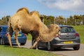 Close up shot of cute Bactrian camel in West Midland Safari Park