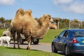 Close up shot of cute Bactrian camel in West Midland Safari Park