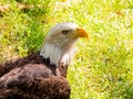 Close up shot of cute Bald eagle