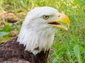 Close up shot of cute Bald eagle