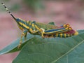 close up shot of Cute and beautiful grasshopper on leaf.