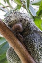 close up shot of a cute Brazilian porcupine Royalty Free Stock Photo
