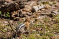 Close up shot of a cute chipmunks