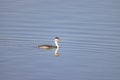 Close up shot of cute Clark`s grebe swimming Royalty Free Stock Photo