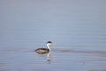 Close up shot of cute Clark`s grebe swimming Royalty Free Stock Photo