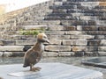 Close up shot of cute duck statue in Andares Shopping Mall