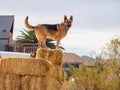 Close up shot of cute German Shepherd standing in a farm Royalty Free Stock Photo