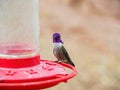 Close up shot of cute hummingbird on a bird feeder Royalty Free Stock Photo