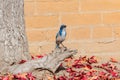 Close up shot of cute Island scrub jay bird Royalty Free Stock Photo