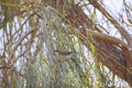 Close up shot of cute Leiothlypis bird