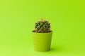 Close-up shot of cute little cactus in small green pot on lime color background. Royalty Free Stock Photo