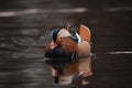 Close-up shot of a cute little Mandarin duck floating in the calm lake Royalty Free Stock Photo