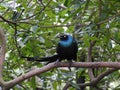 Close up shot of the cute Long-tailed glossy starling Royalty Free Stock Photo