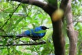 Close up shot of the cute Long-tailed glossy starling Royalty Free Stock Photo