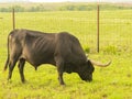 Close up shot of cute longhorn in Wichita Mountains