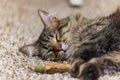 Close up shot of cute Maine Coon mix sleeping after playing with Silvervine