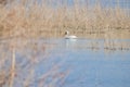 Close up shot of cute Pelican swimming