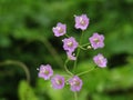 Close up shot of cute pink flowers of grass.